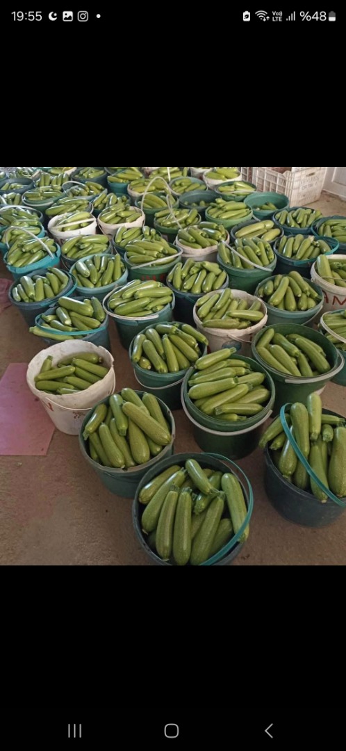 Sakata İmperator Kabak Tohumu 1000 Adet