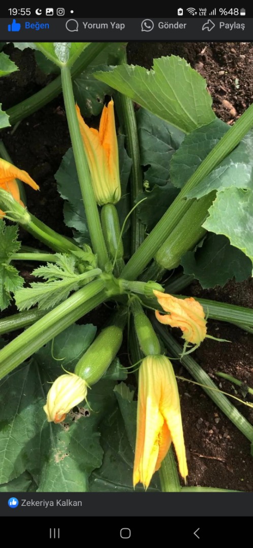 Sakata İmperator Kabak Tohumu 1000 Adet