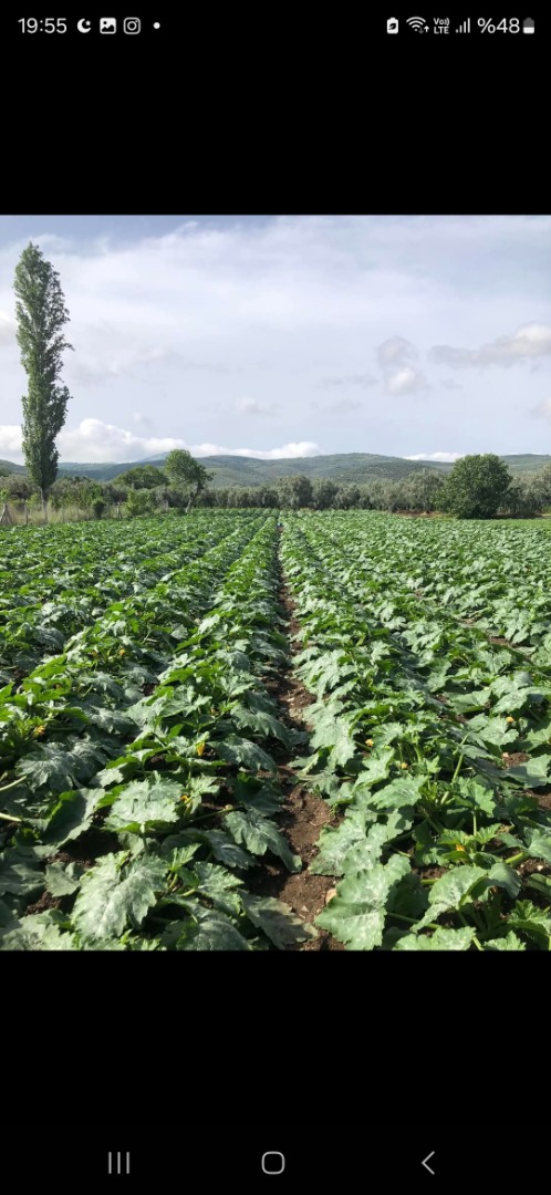 Sakata İmperator Kabak Tohumu 1000 Adet